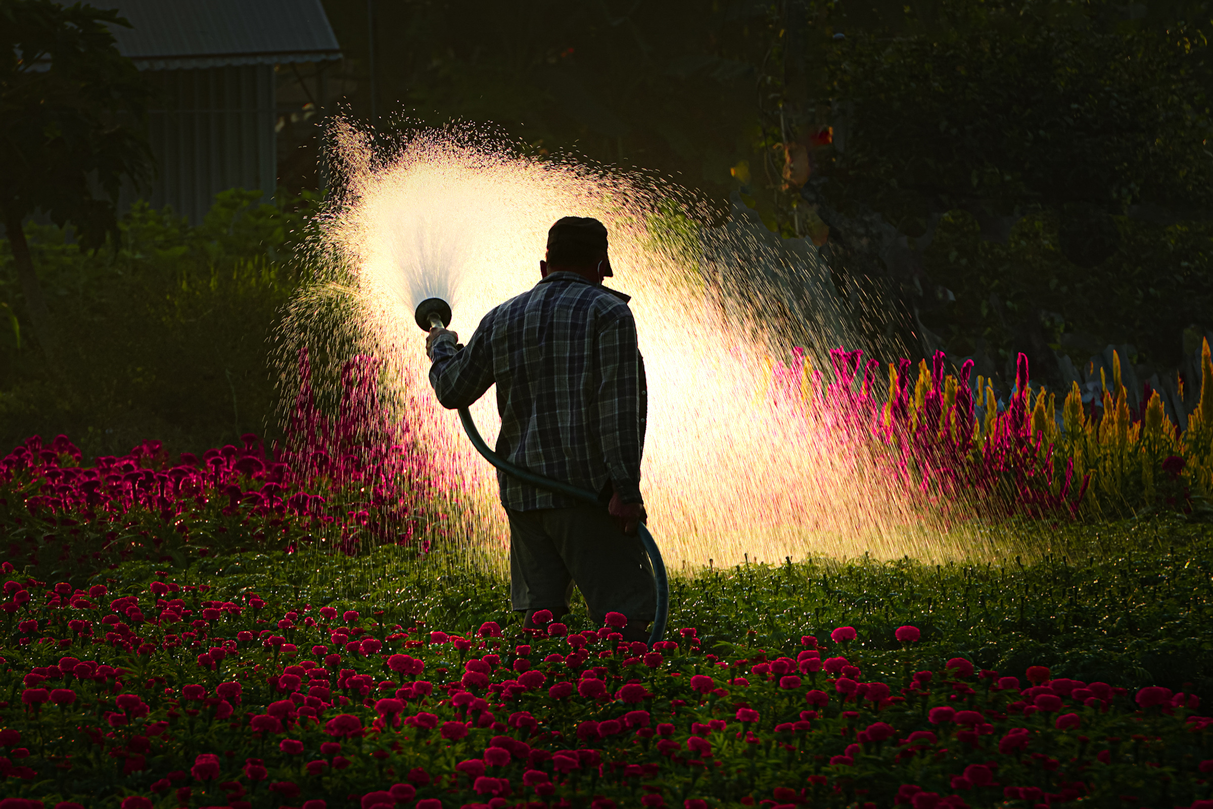 Tưới hoa - Tác phẩm đạt top 50 trong cuộc thi Vietnam Snap by Sony